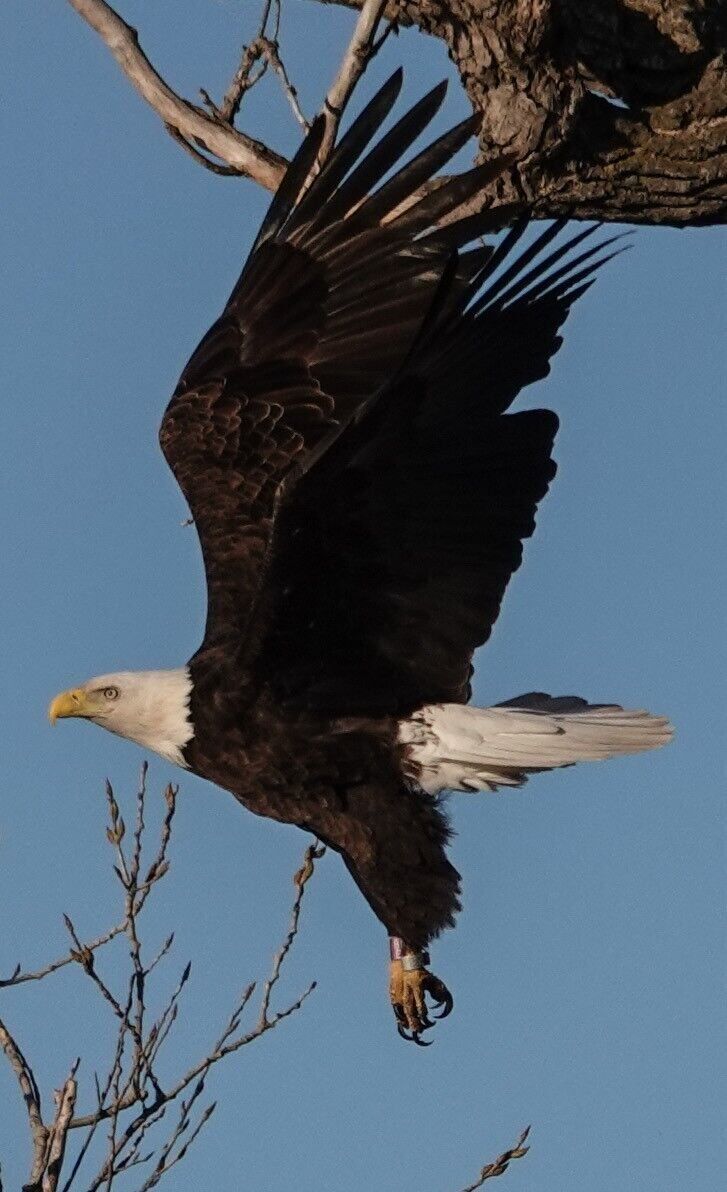 Dead eagles